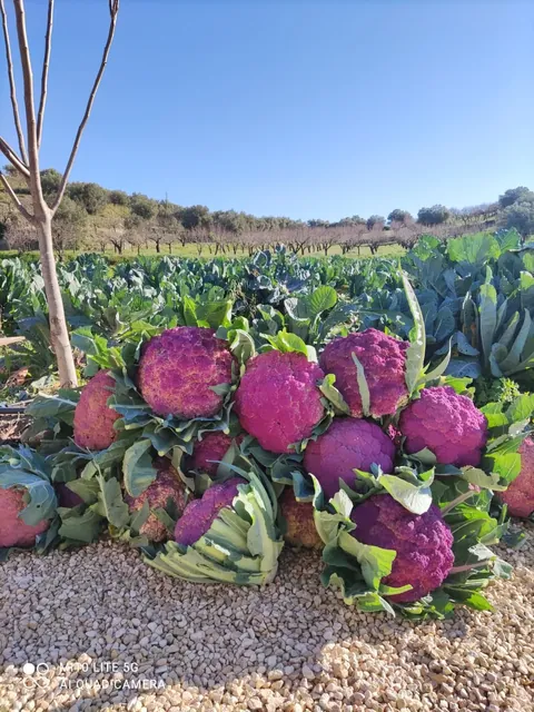 Cavolfiori viola appena raccolti dall'orto Castelbio, con il campo di cavoli e gli ulivi della campagna di Noto sullo sfondo